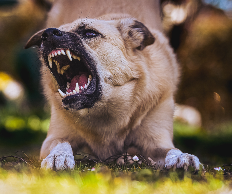 When to consult a dog bite attorney